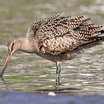 Marbled Godwit
